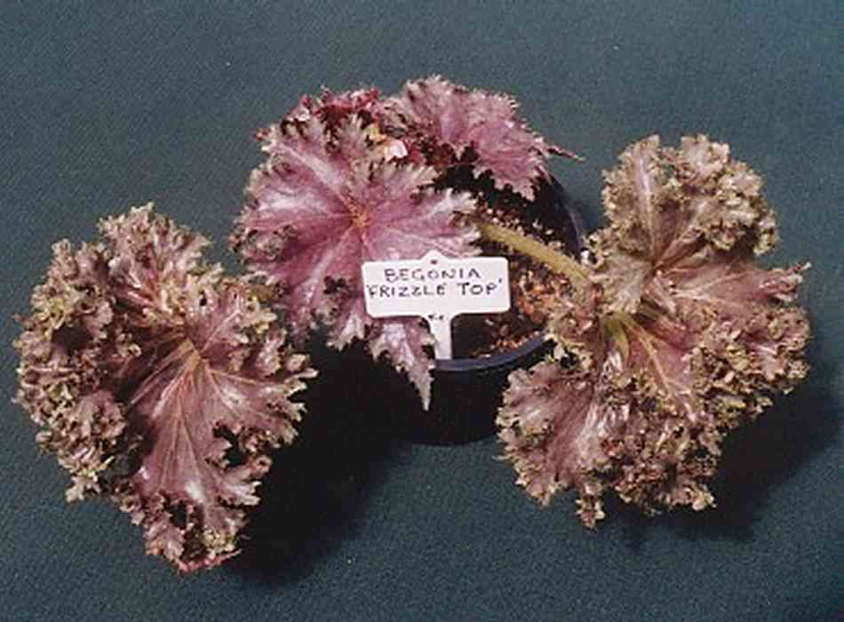 B. ‘Frizzle Top’